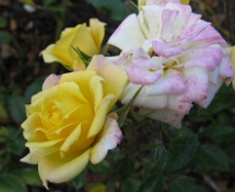 Kos Yellow Rose 3  Kos Yellow Rose 3